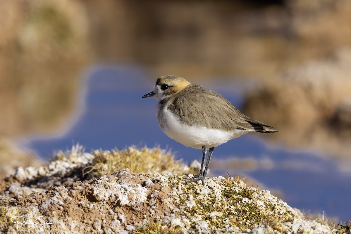 Пісочник степовий - ML647794392