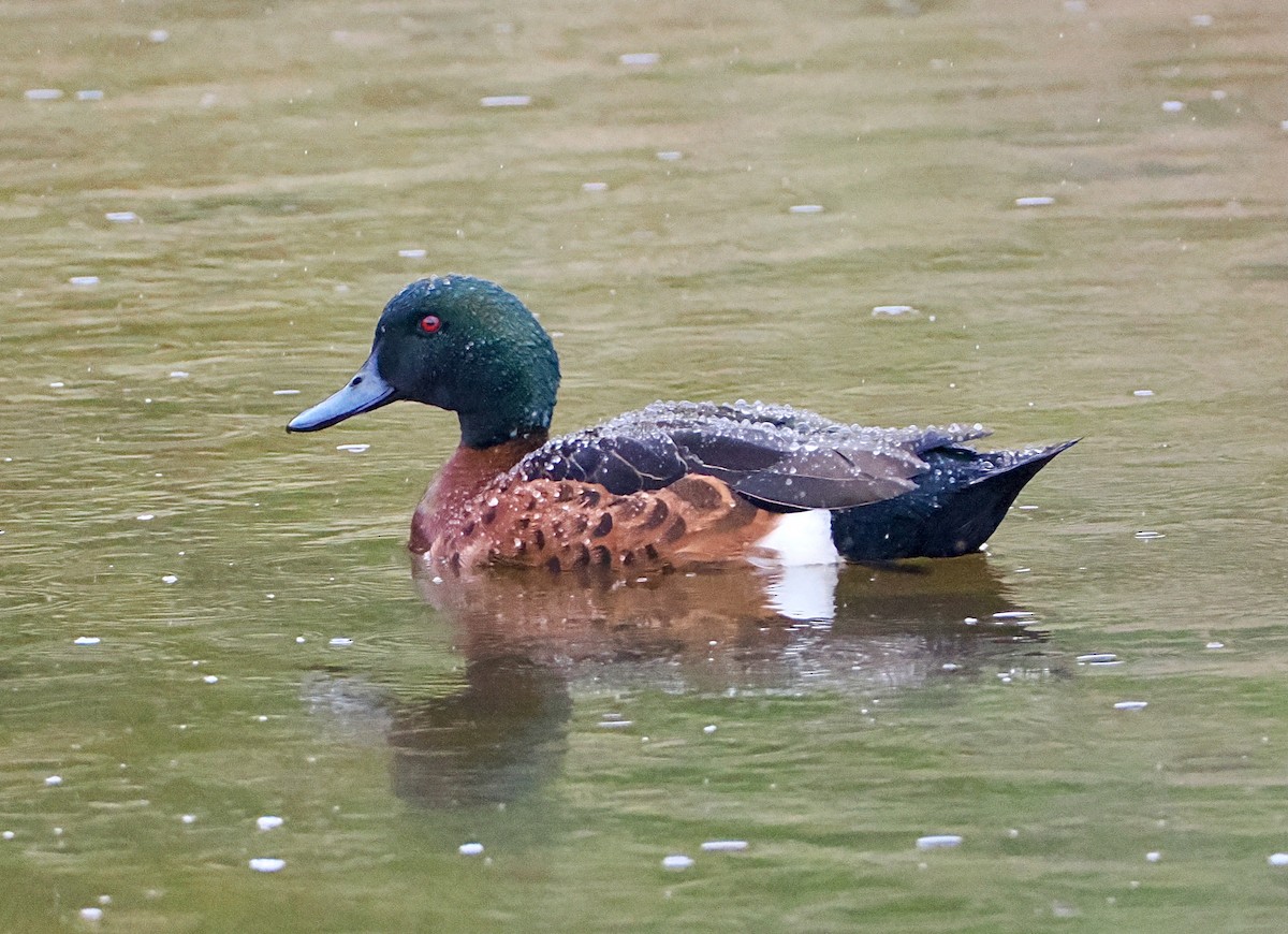 Chestnut Teal - ML647794413