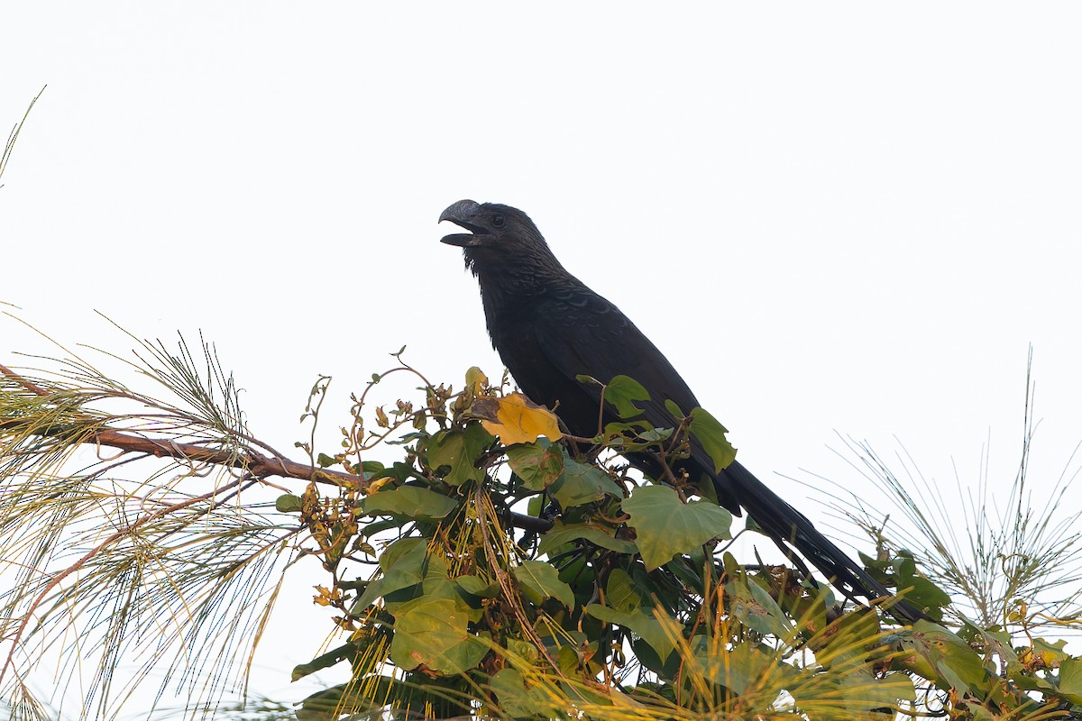 glattnebbani - ML647794421