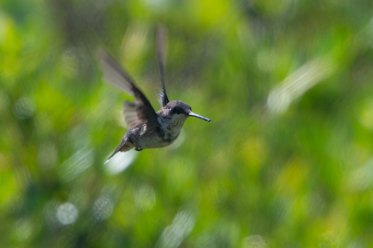 Ruby-throated Hummingbird - ML647794437
