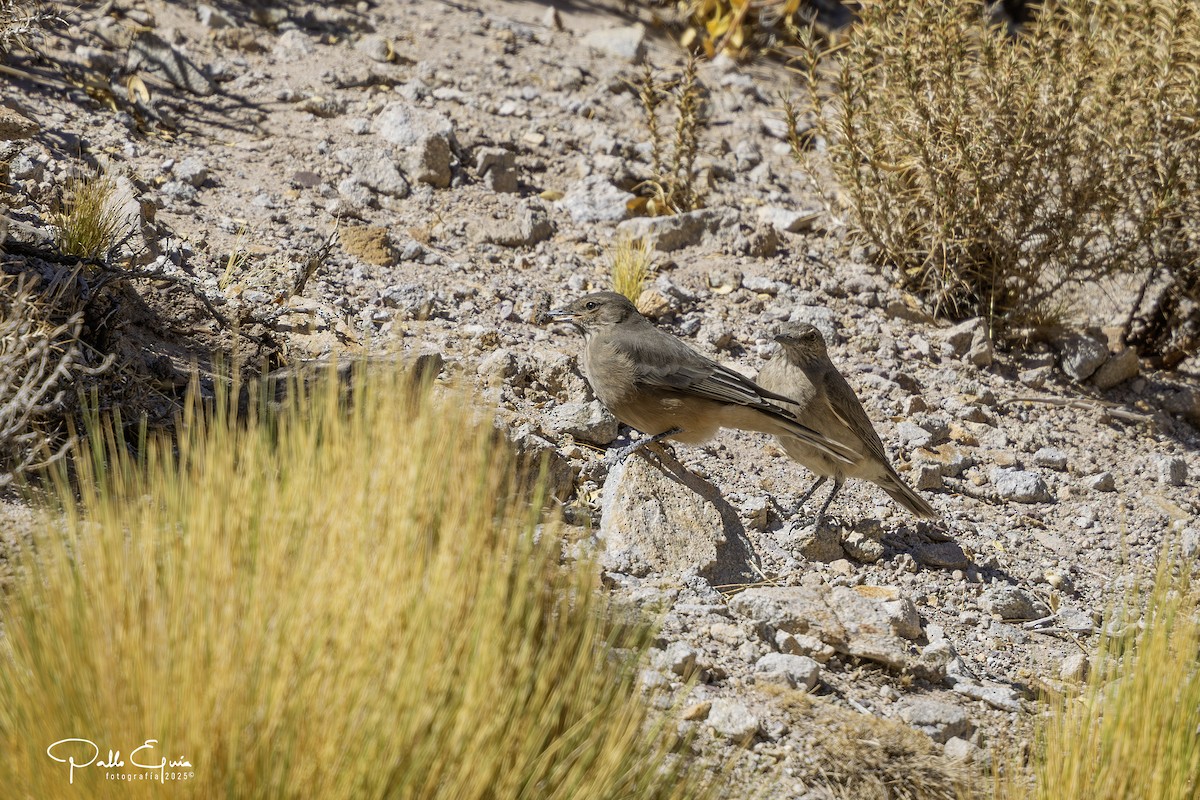 Black-billed Shrike-Tyrant - ML647794473