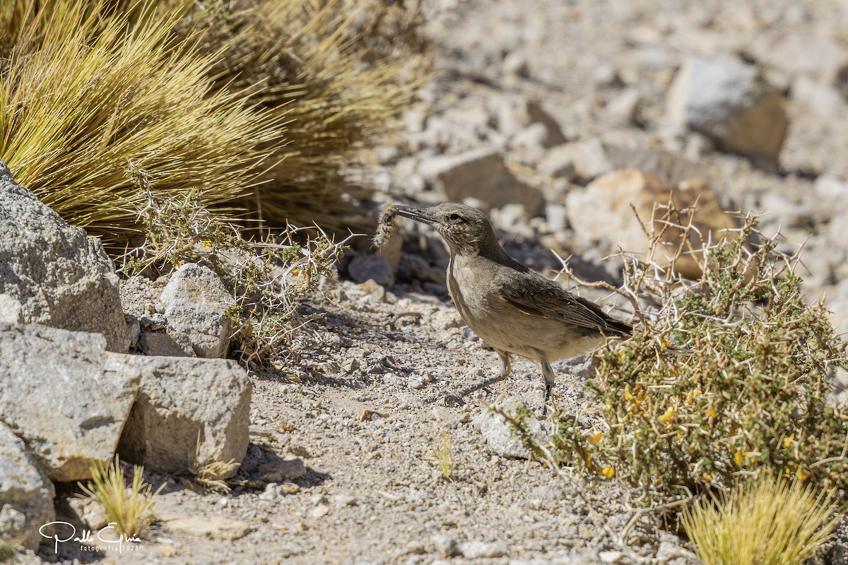 Black-billed Shrike-Tyrant - ML647794474