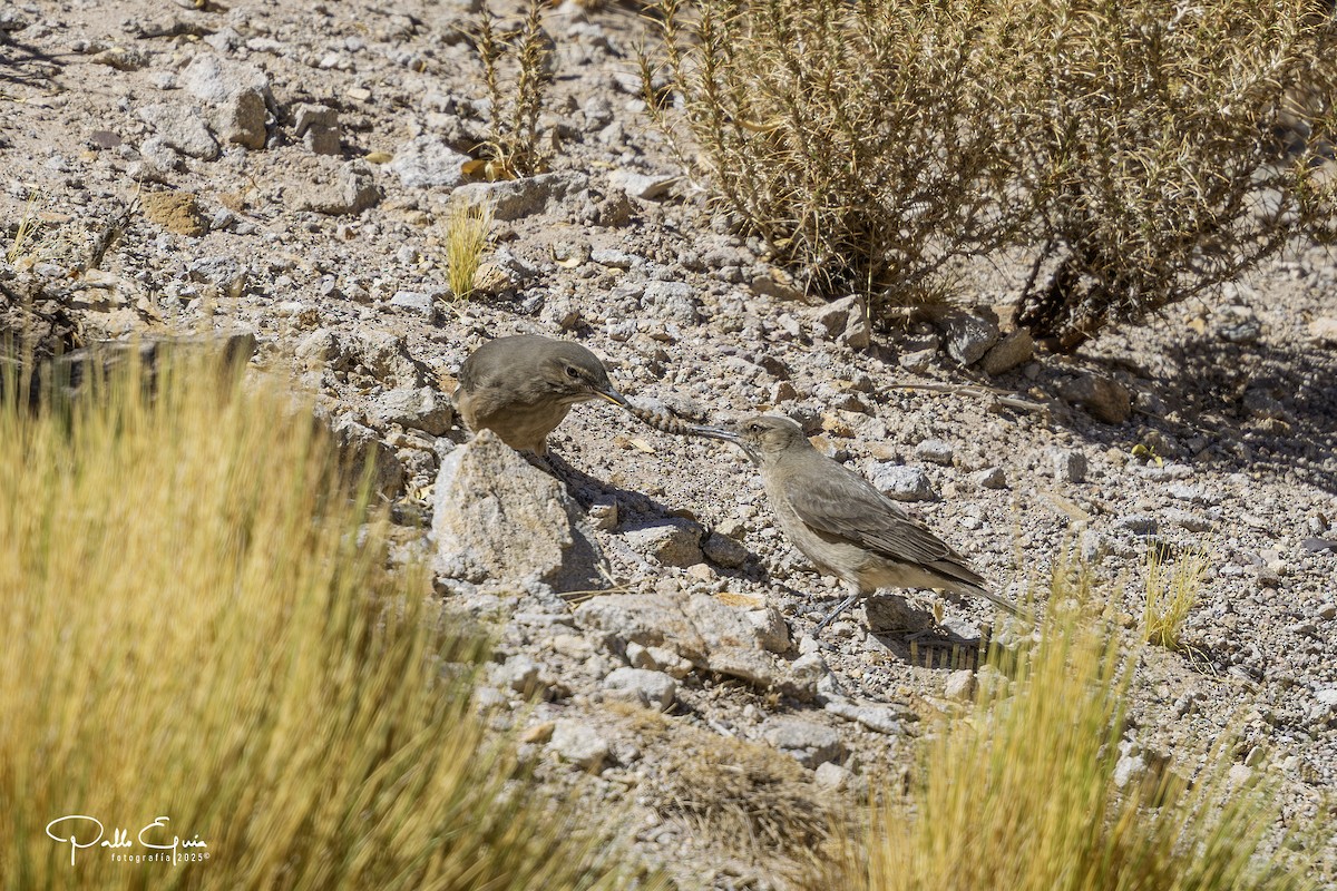 Black-billed Shrike-Tyrant - ML647794476