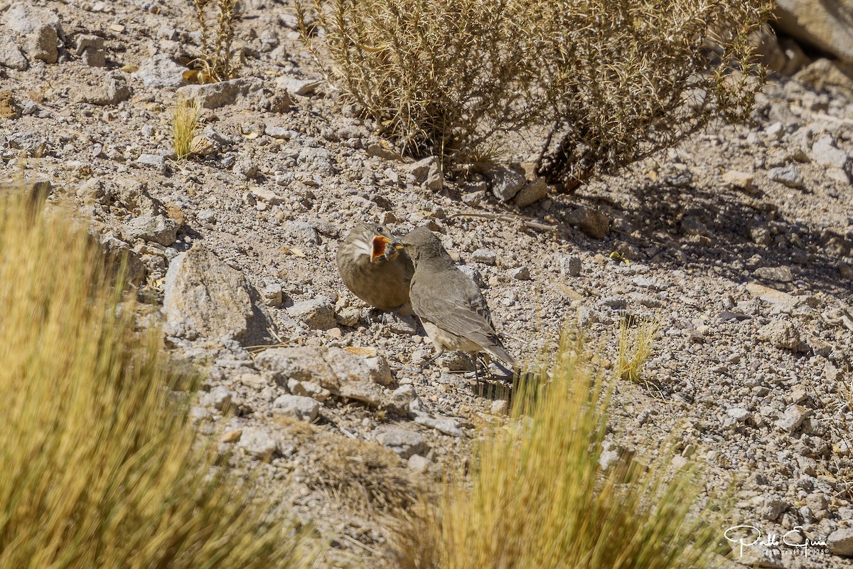 Black-billed Shrike-Tyrant - ML647794477