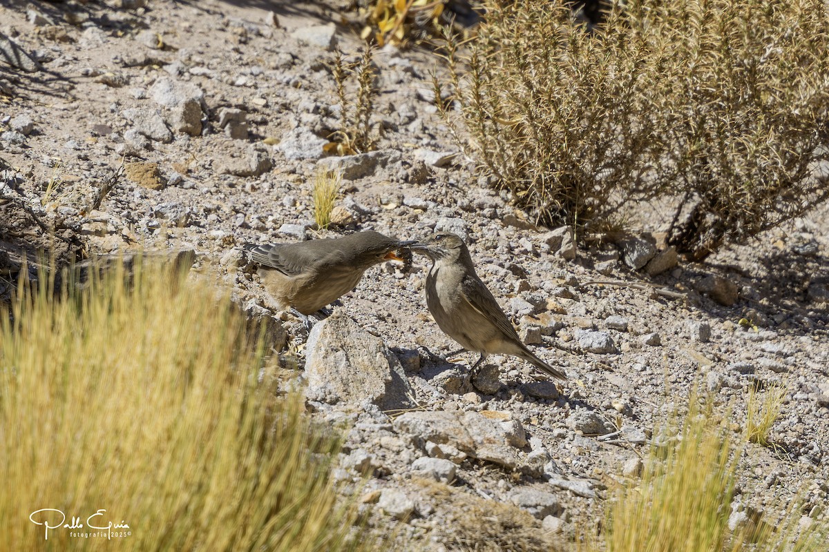 Black-billed Shrike-Tyrant - ML647794478