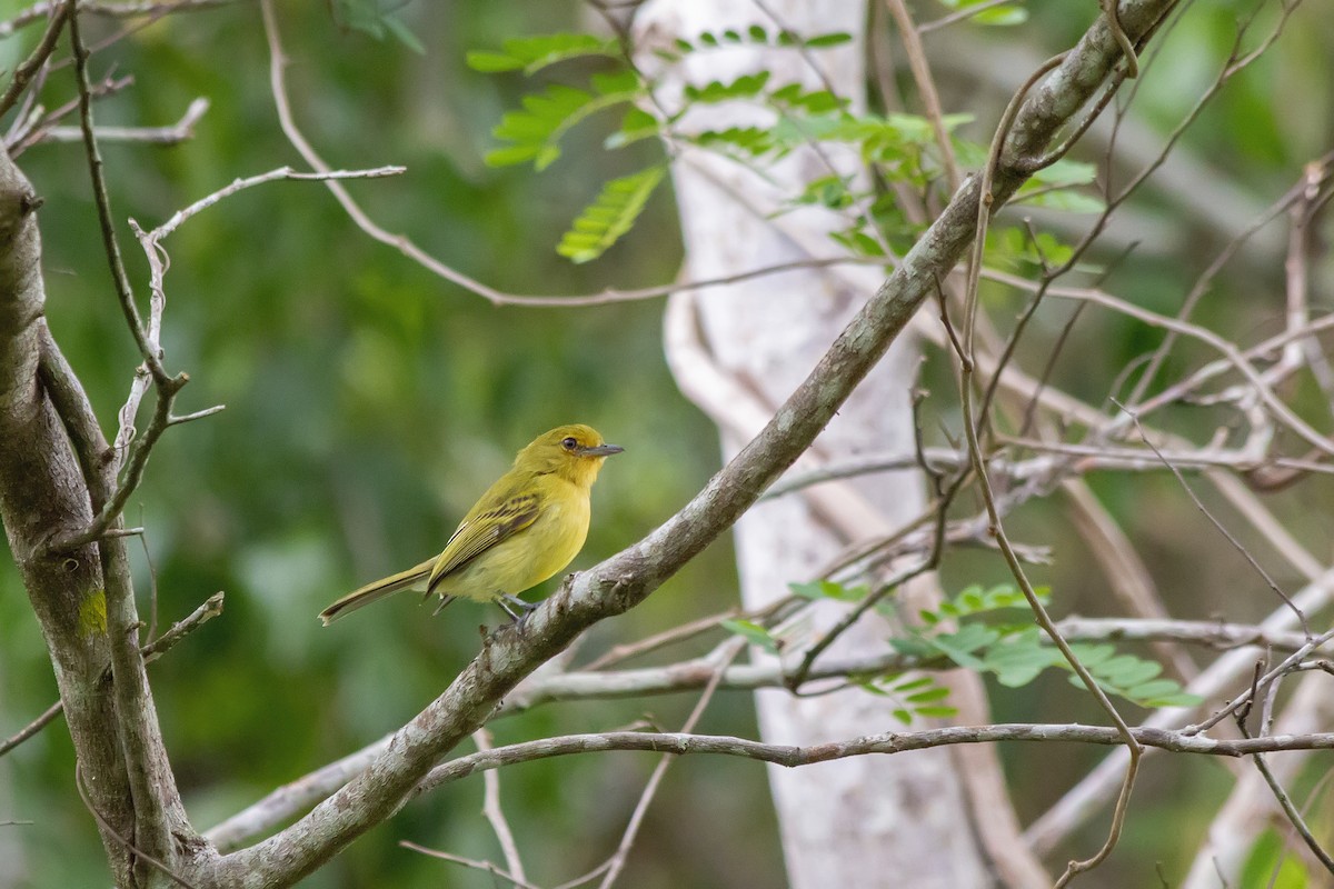 Ochre-lored Flatbill - ML647794495