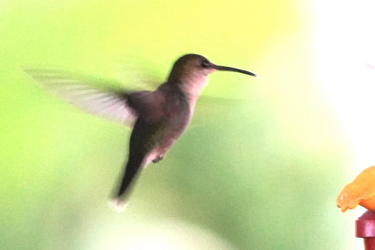 Ruby-throated Hummingbird - ML647794517