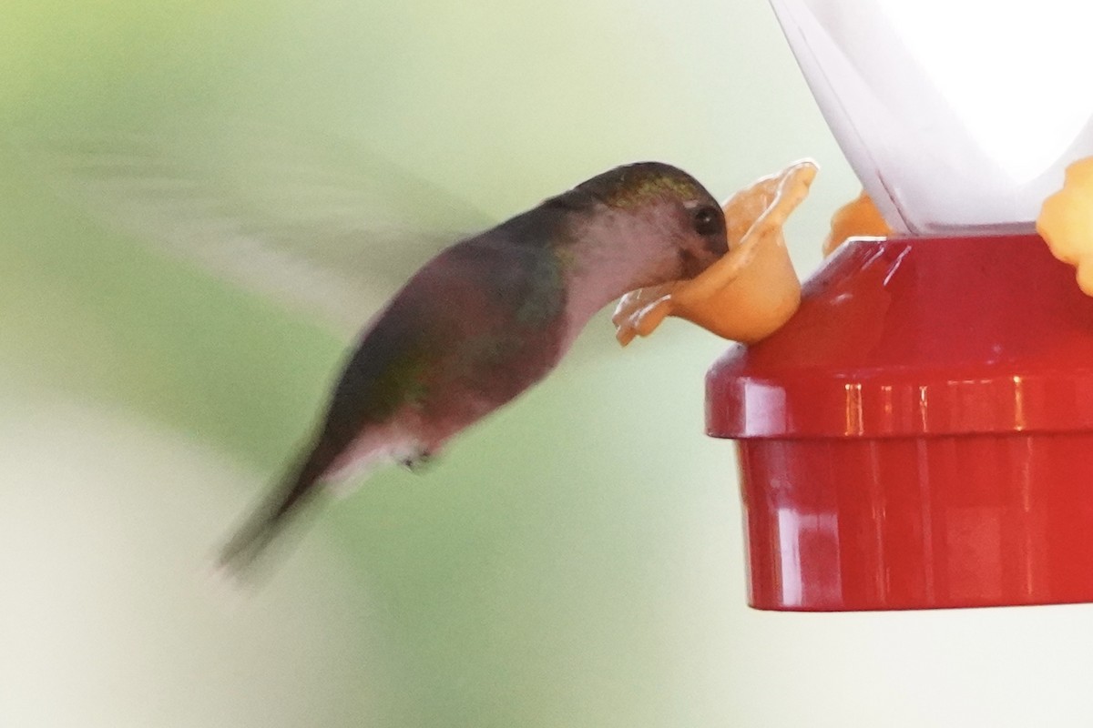 Ruby-throated Hummingbird - ML647794518