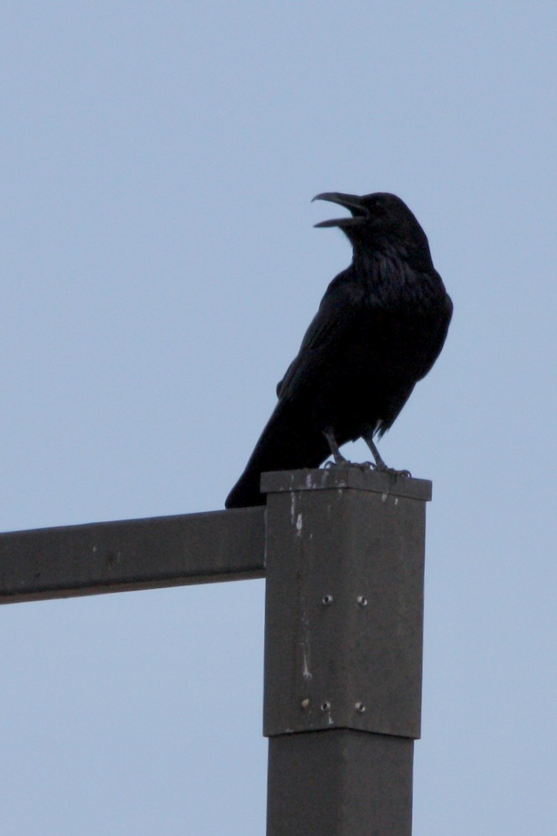 עורב שחור - ML647794519