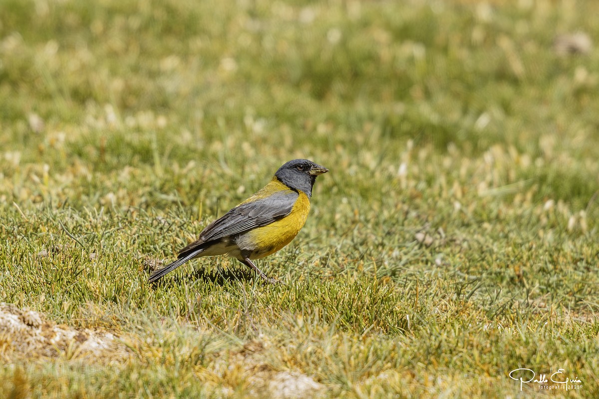Gray-hooded Sierra Finch - ML647794522