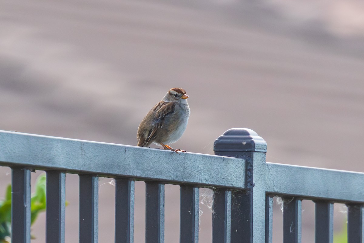 Porsuk Serçesi - ML647794538