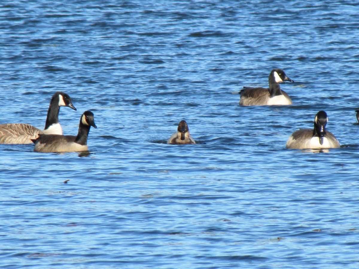 Büyük Elmabaş - ML647794560