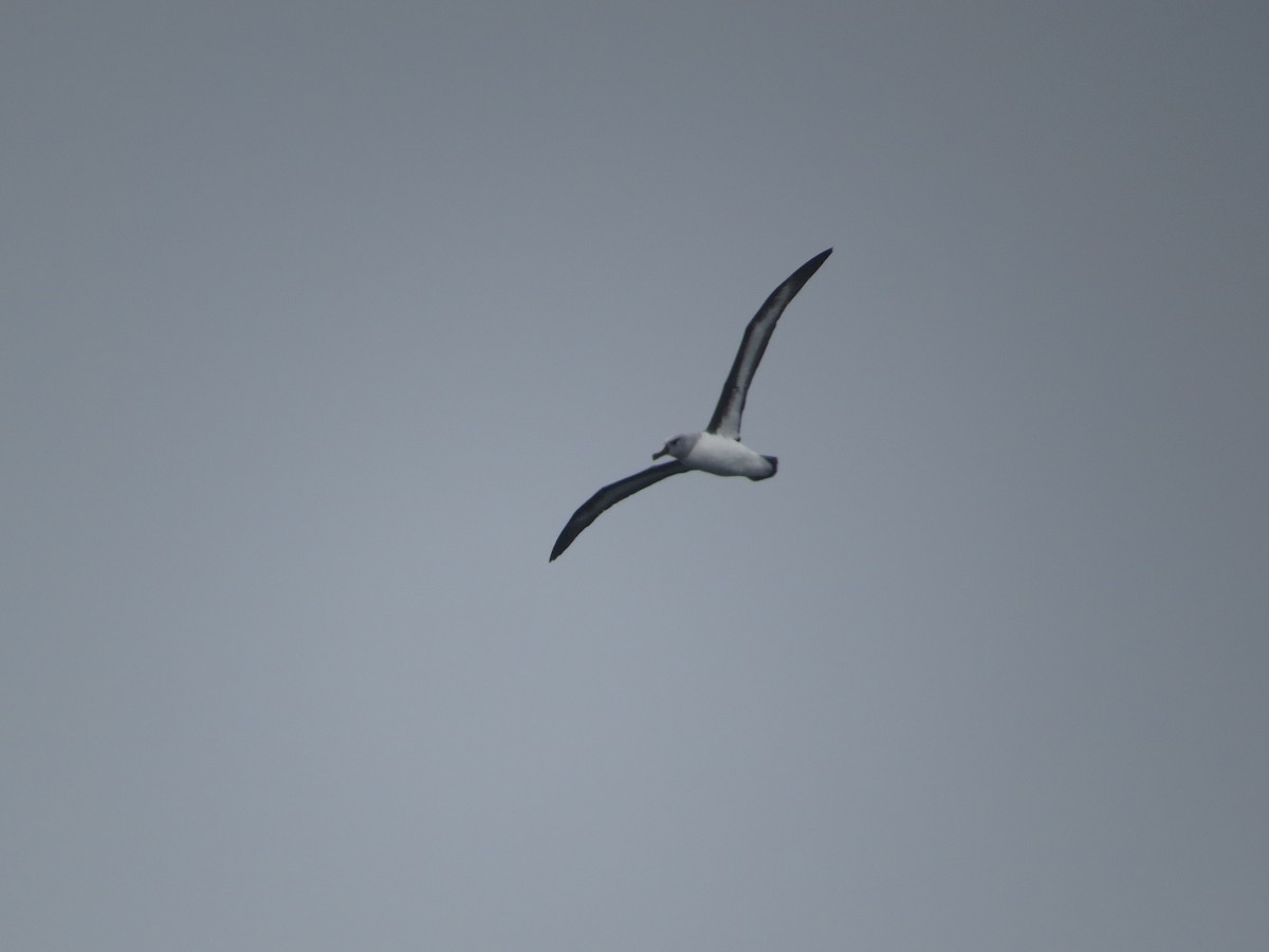 Boz Başlı Albatros - ML647794562