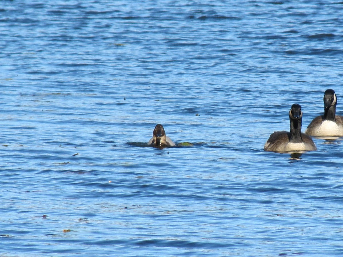 Büyük Elmabaş - ML647794575