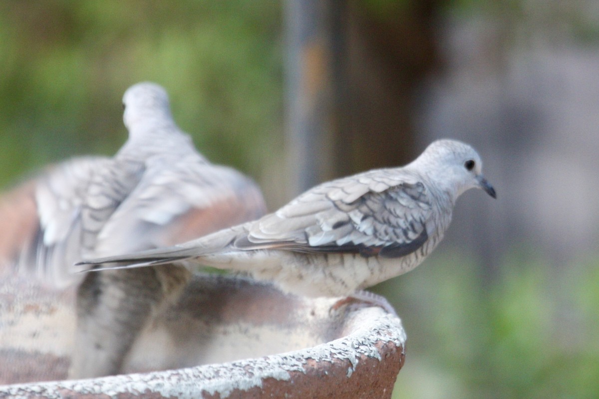 Inca Dove - ML647794577