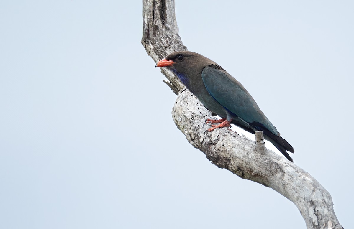 Дорнын эрдэнийн шувуу - ML647794585