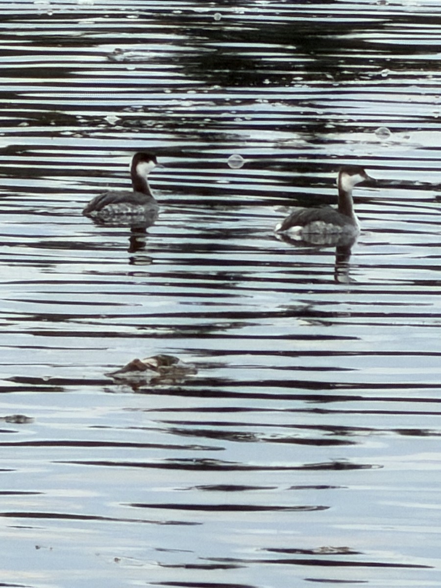 Красношейная поганка - ML647794592