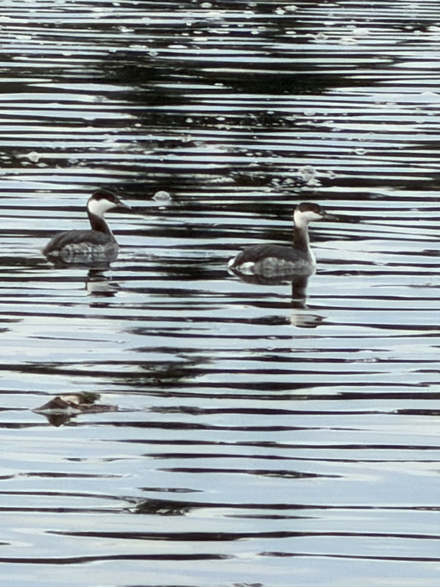 Красношейная поганка - ML647794593