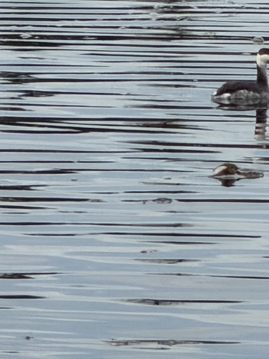 Красношейная поганка - ML647794595