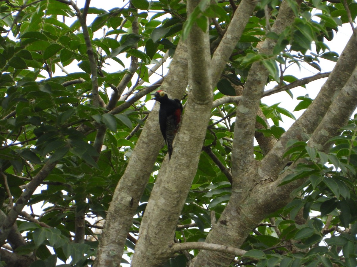 Yellow-tufted Woodpecker - ML647794596