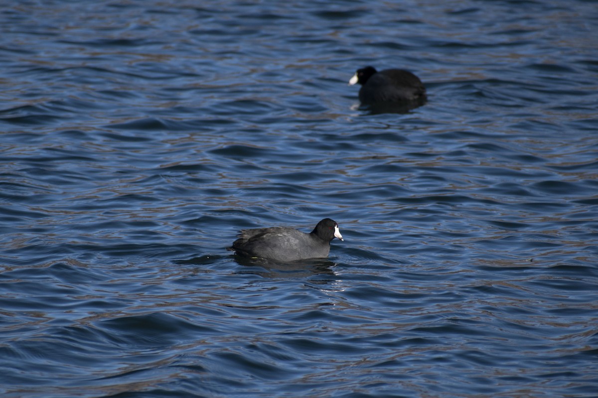American Coot - ML647794599