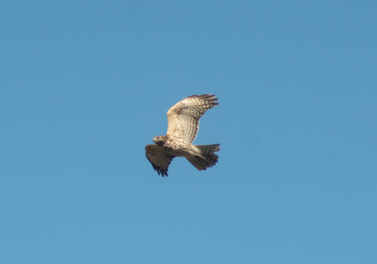 Red-tailed Hawk - ML647794600
