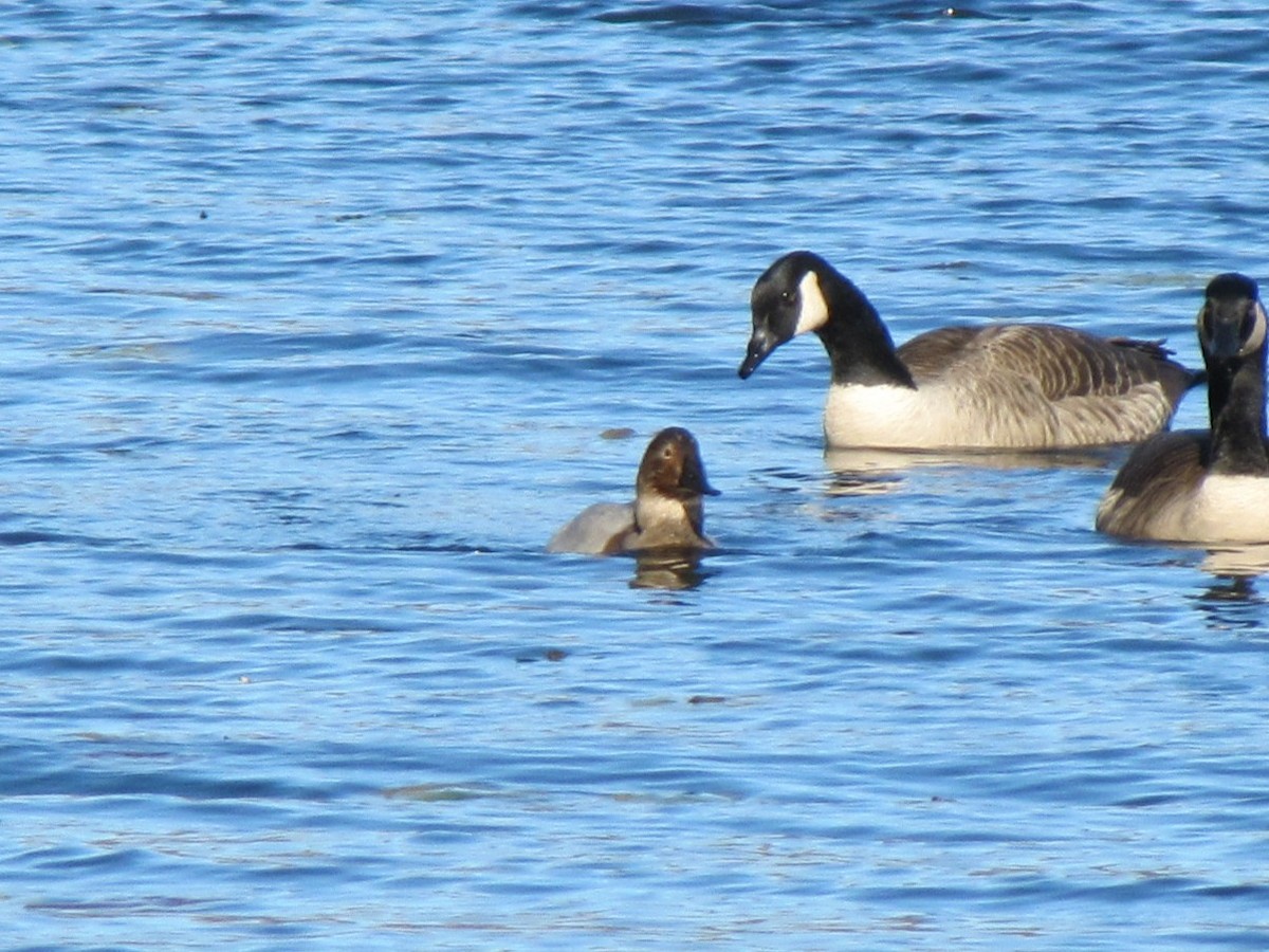 duck sp. - ML647794603