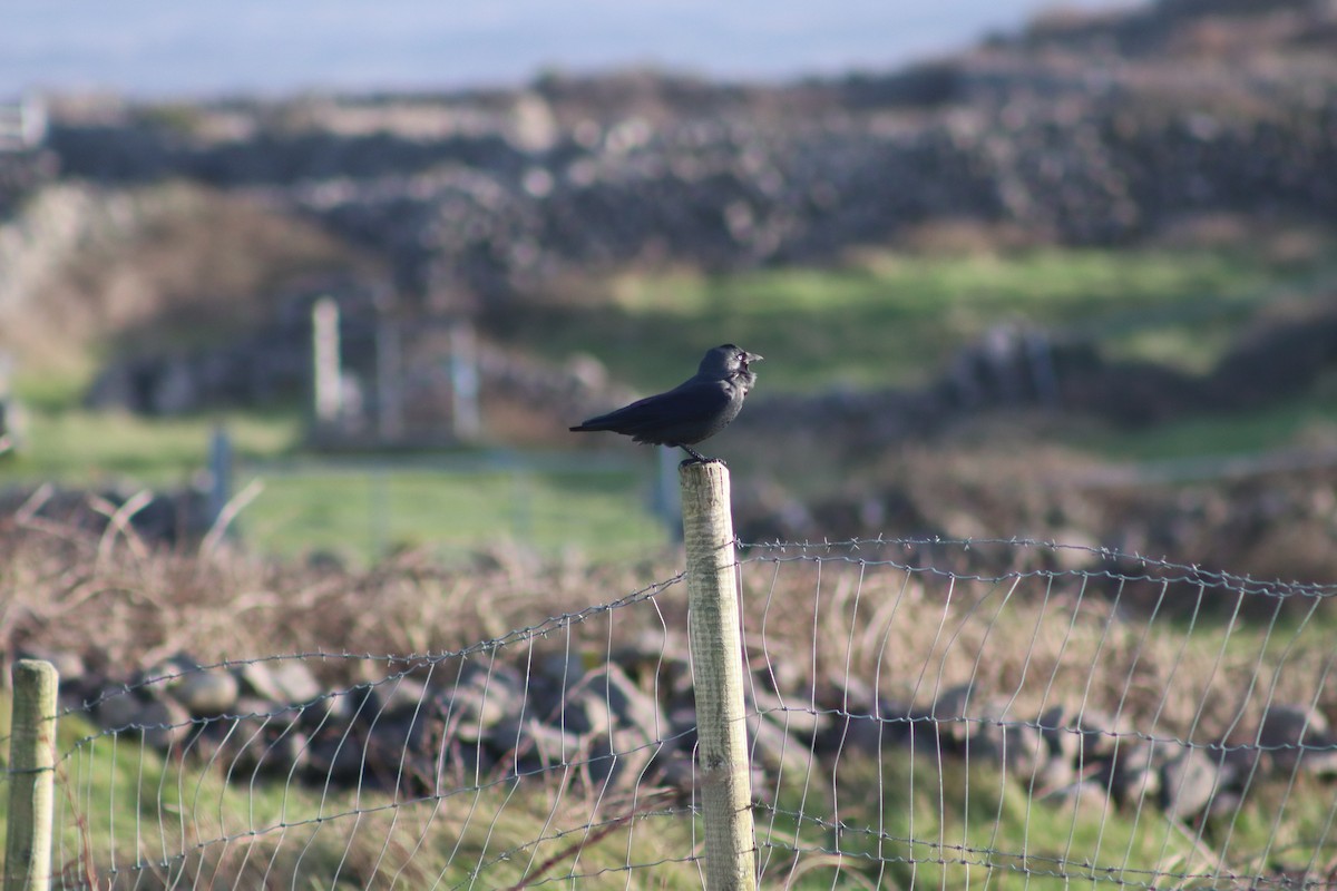 Харлаг хэрээ - ML647794604