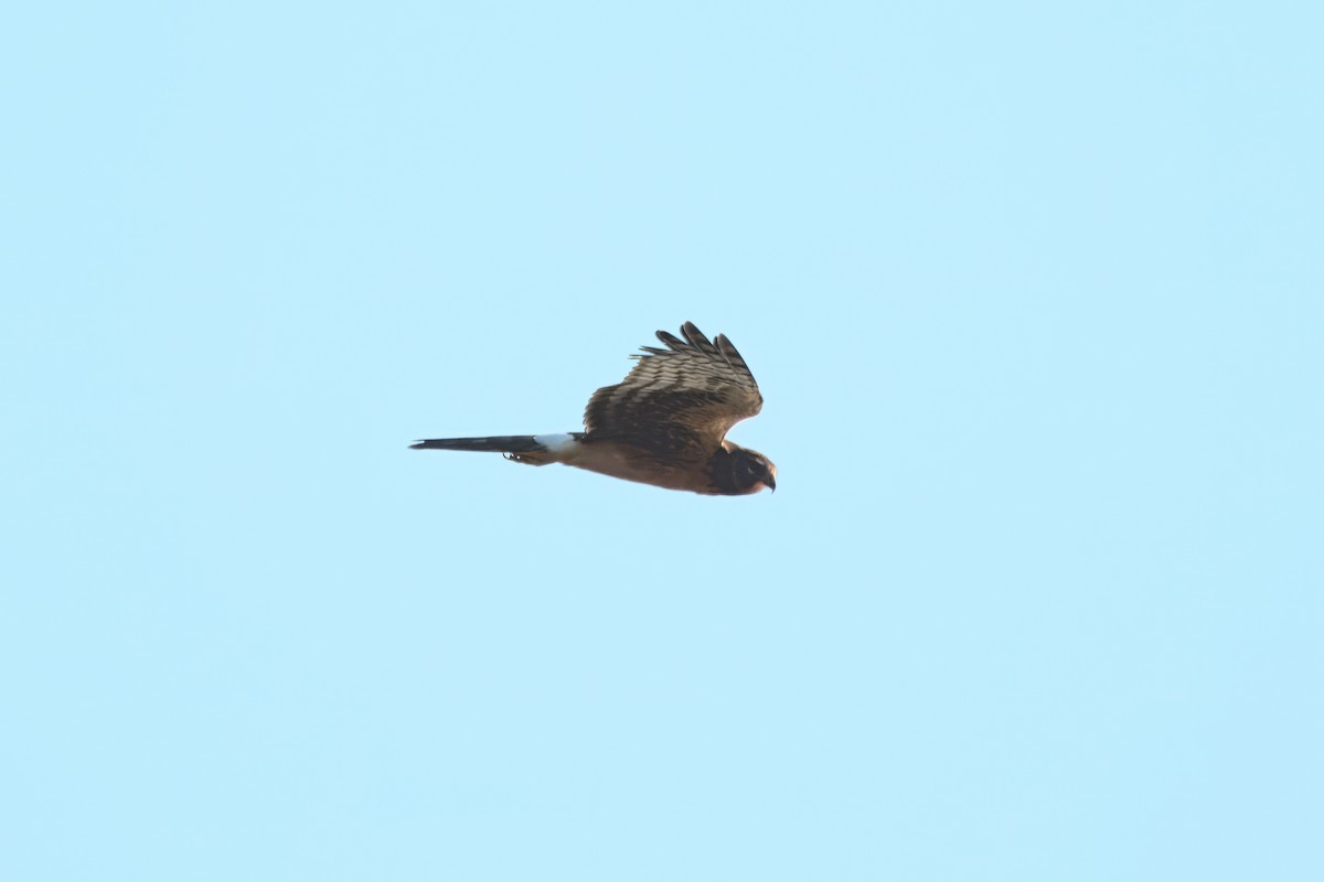 Northern Harrier - ML647794605