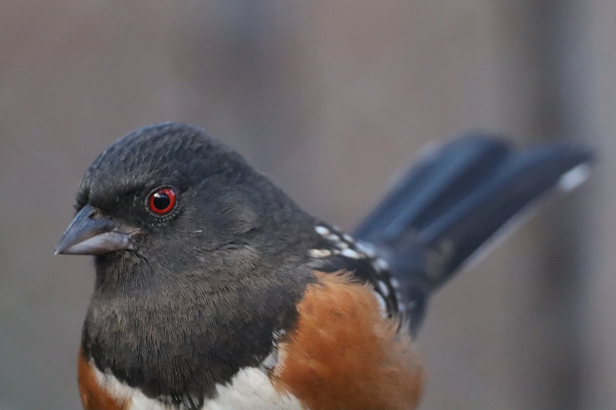 Spotted Towhee - ML647794606