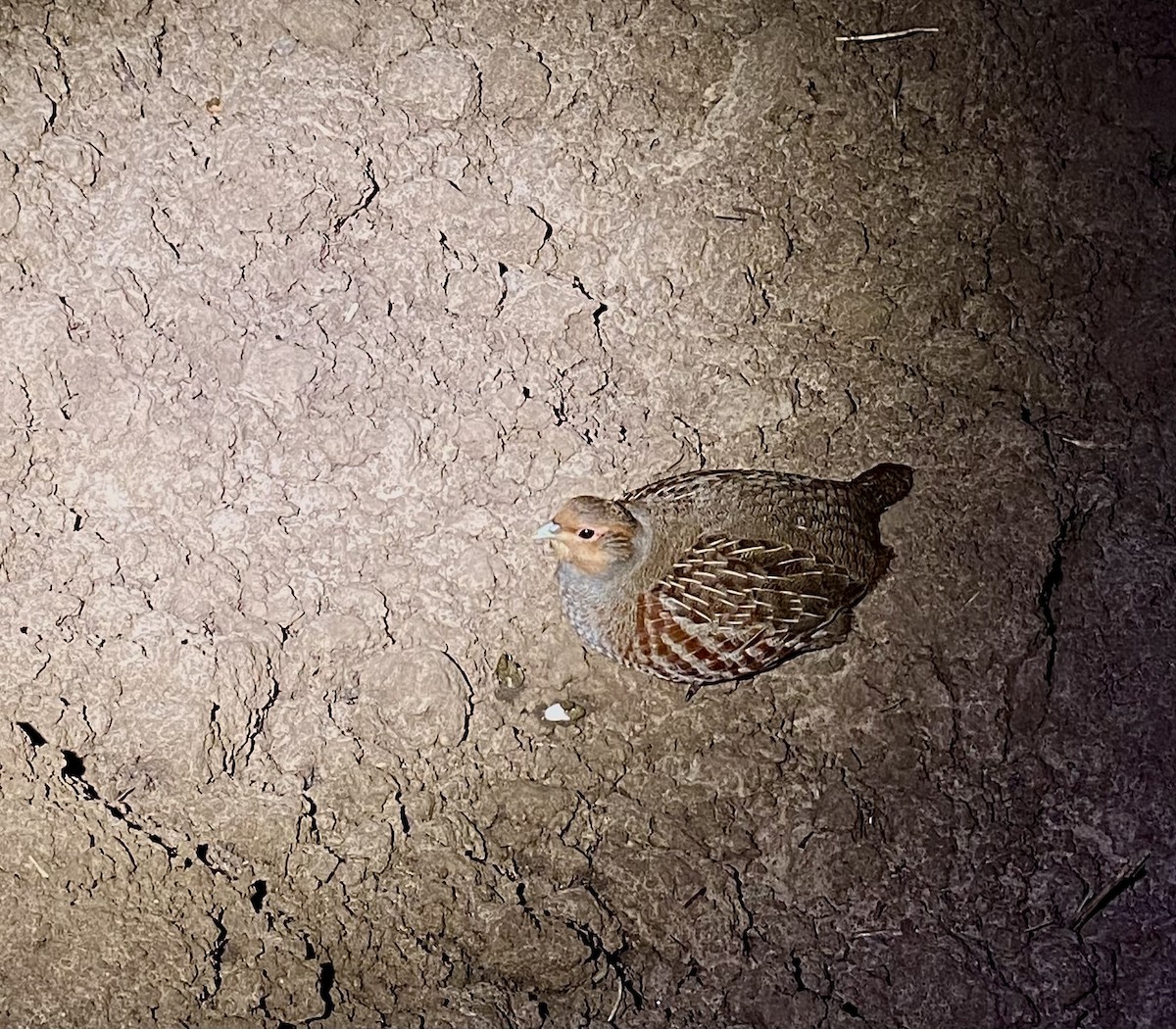 Gray Partridge - ML647794607