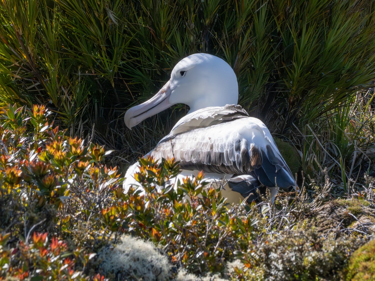 Альбатрос королівський південний - ML647794608