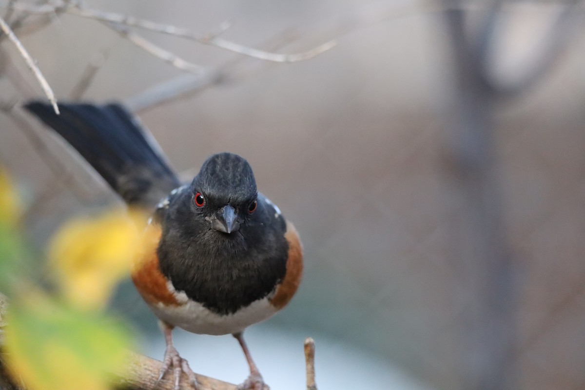 Spotted Towhee - ML647794609