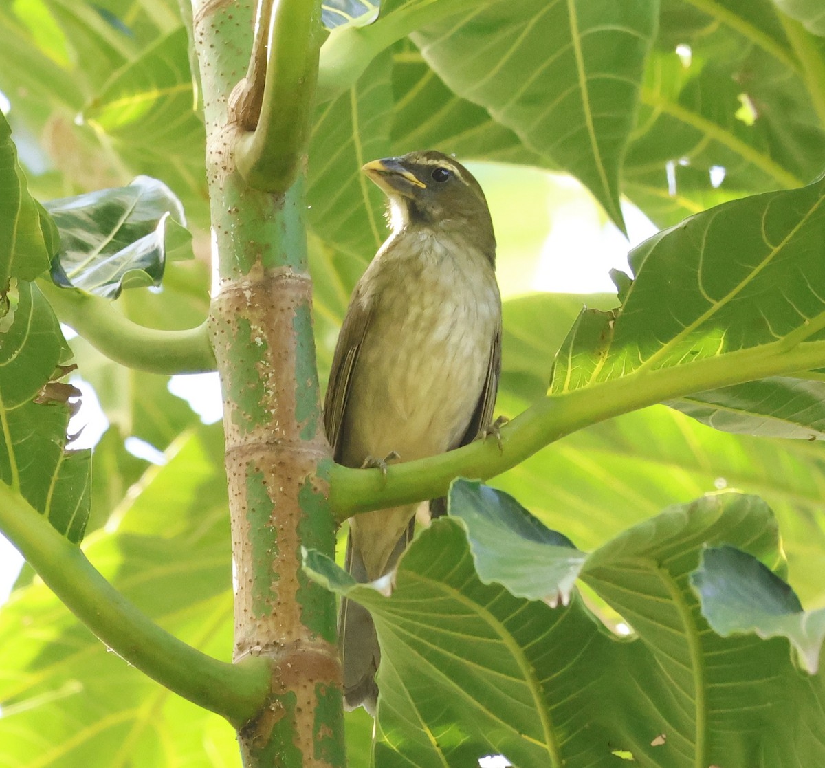 Lesser Antillean Saltator - ML647794610