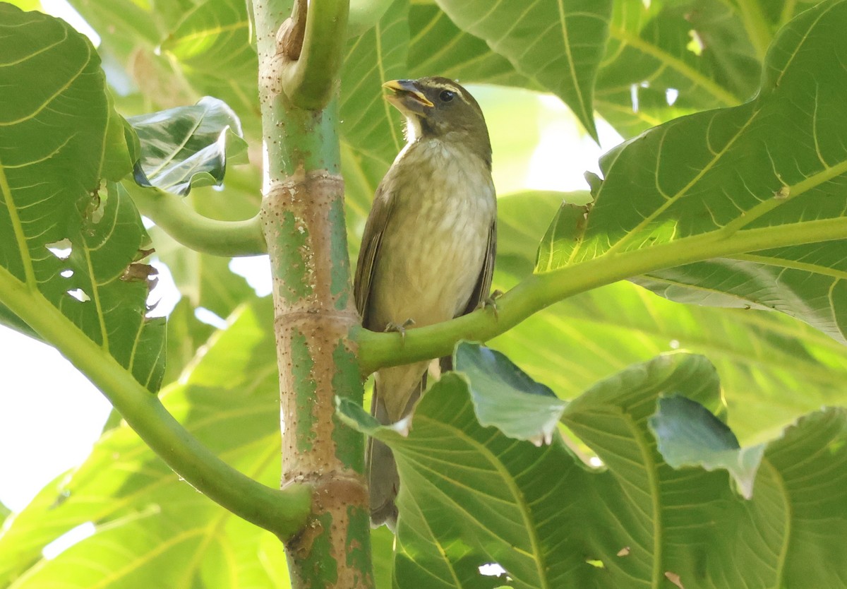 Lesser Antillean Saltator - ML647794611