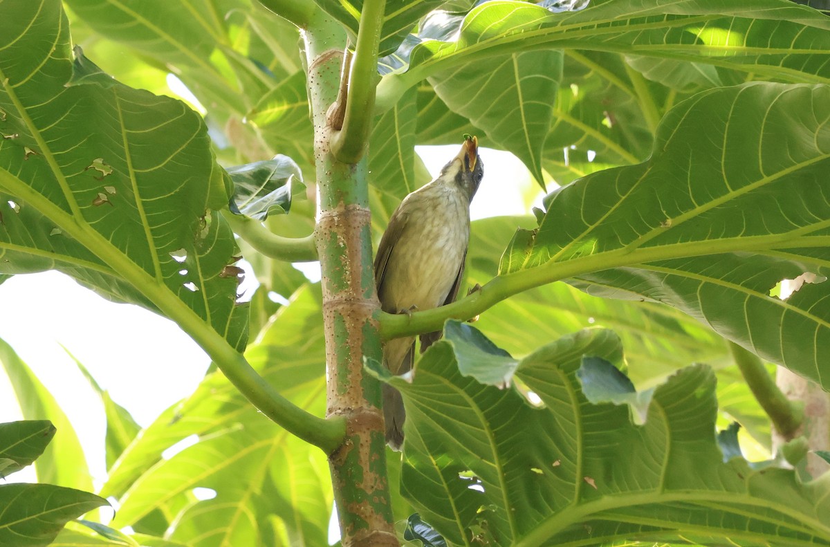 Lesser Antillean Saltator - ML647794612