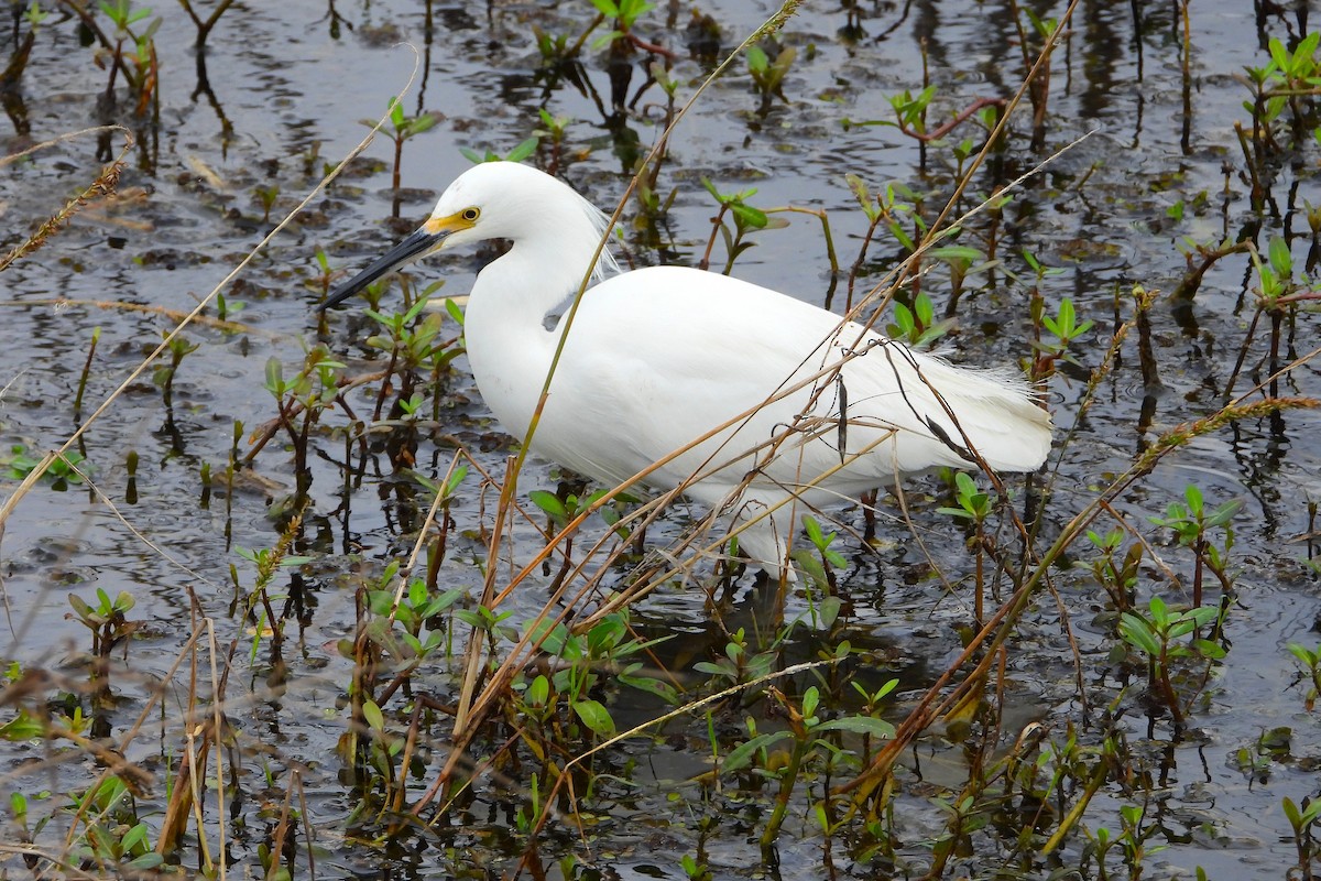 Snowy Egret - ML647794614