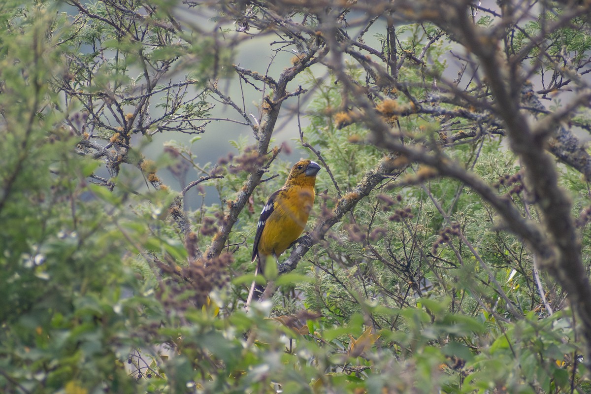 Golden Grosbeak - ML647794615