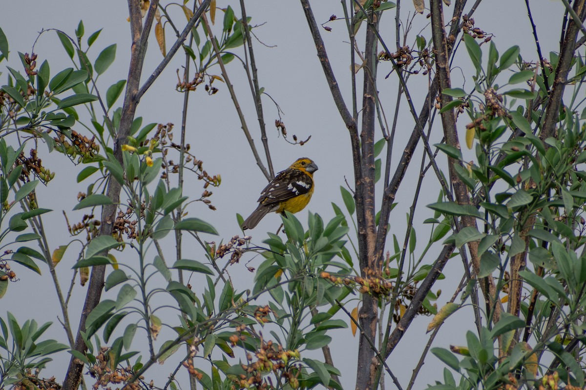 Golden Grosbeak - ML647794616