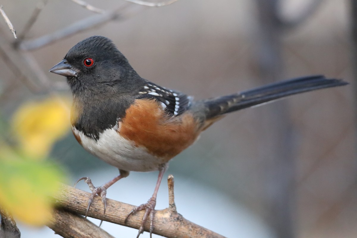 Spotted Towhee - ML647794617