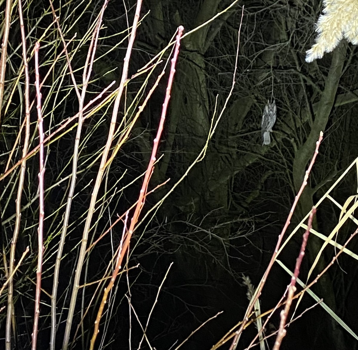 Соотон гуйванга - ML647794618