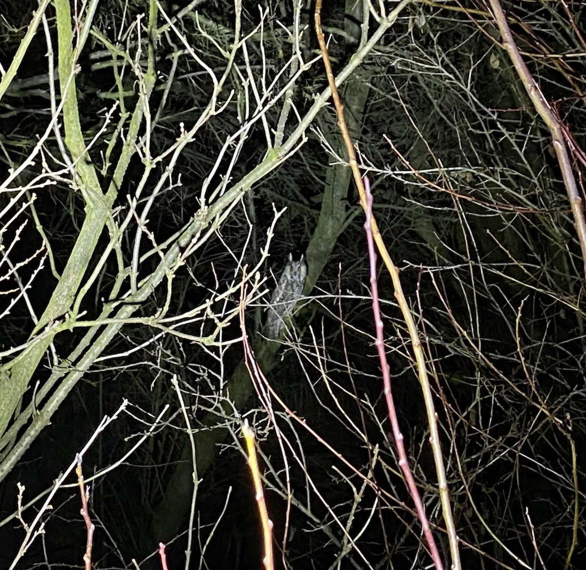 Соотон гуйванга - ML647794620