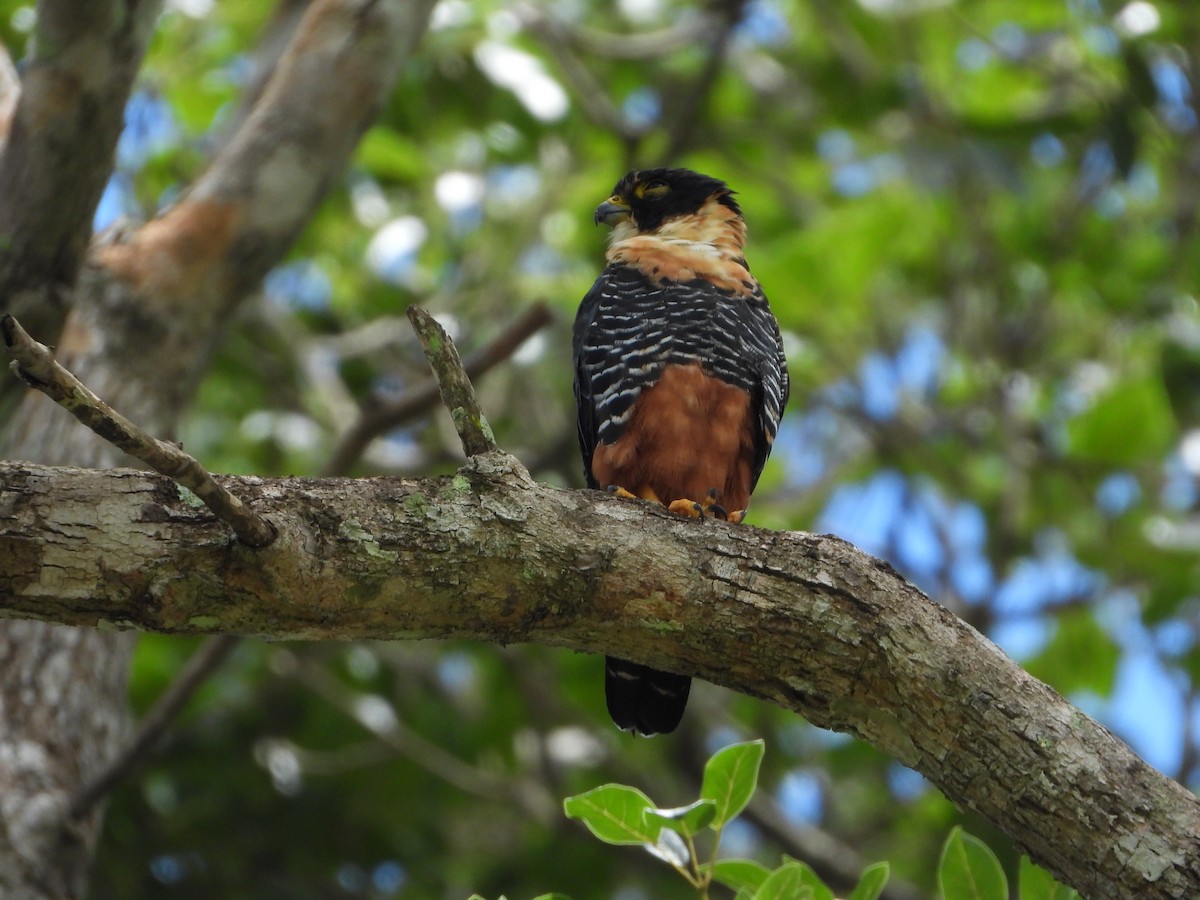 Bat Falcon - ML647794621