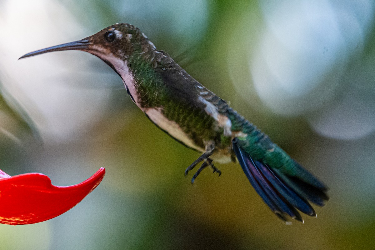 Black-throated Mango - ML647794623