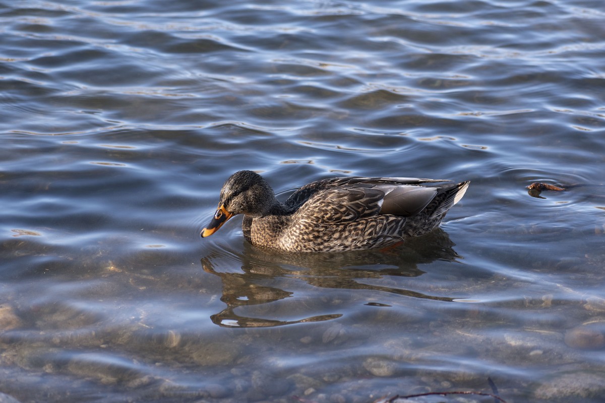 Зэрлэг нугас - ML647794624