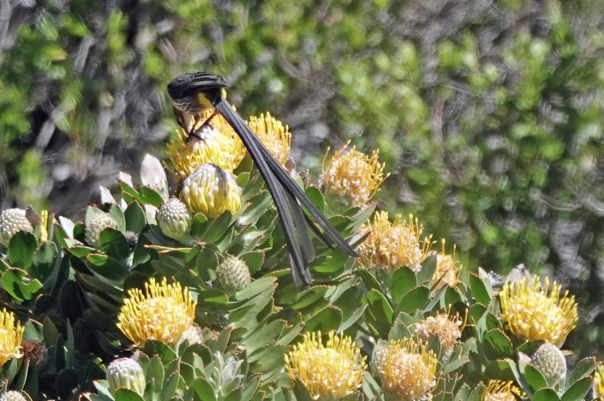 Cape Sugarbird - ML647794625