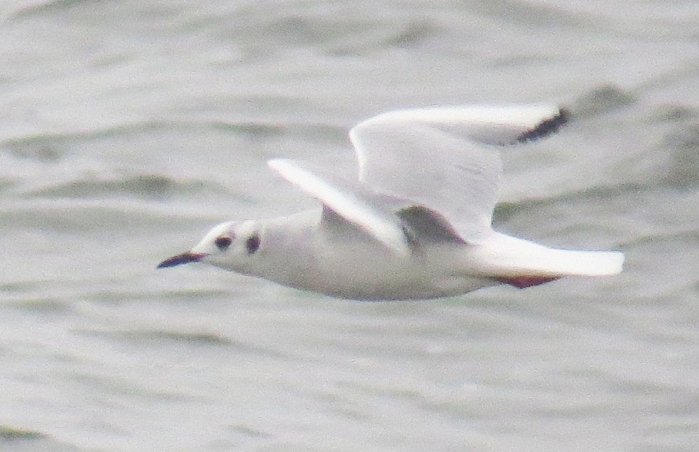 Bonaparte's Gull - ML647794626