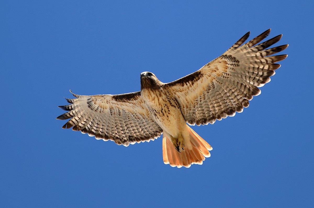 Red-tailed Hawk - ML647794660
