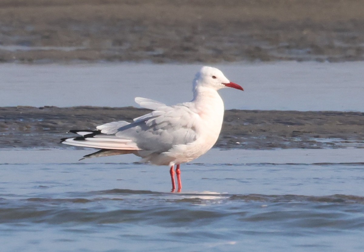 Морской голубок - ML647794661