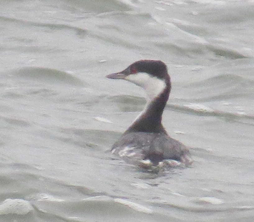 Красношейная поганка - ML647794662